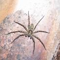 Heteropoda_cervina_D3312_Z_80_Oaklands Park_Australie